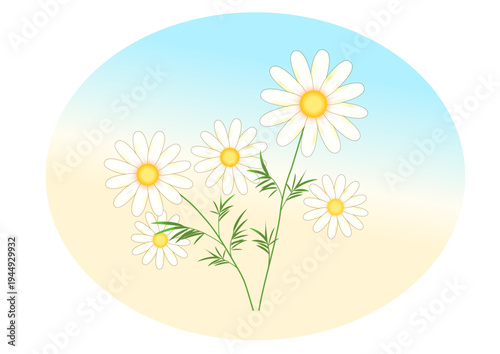 カモミールの花