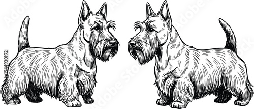 Hand Drawn Vector Illustration of Two Scottish Terrier Dogs in Vintage Engraving Style Isolated on White Background for Pet Lovers and Canine Breeding Branding