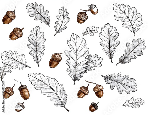 Array of sketched oak leaves and acorns; brown nuts with caps contrast with the gray/white foliage