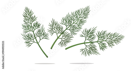 Fresh Green Dill Sprigs Isolated on White Background