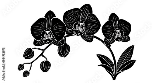 Minimalist floral orchid design isolated on white