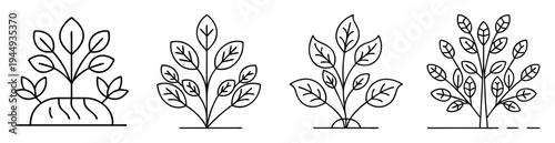Simple Line Art Illustration of Different Plant Growth Stages on White Background