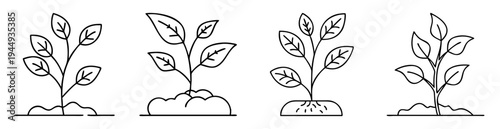 Four stages of plant growth illustrations in black outline on white background