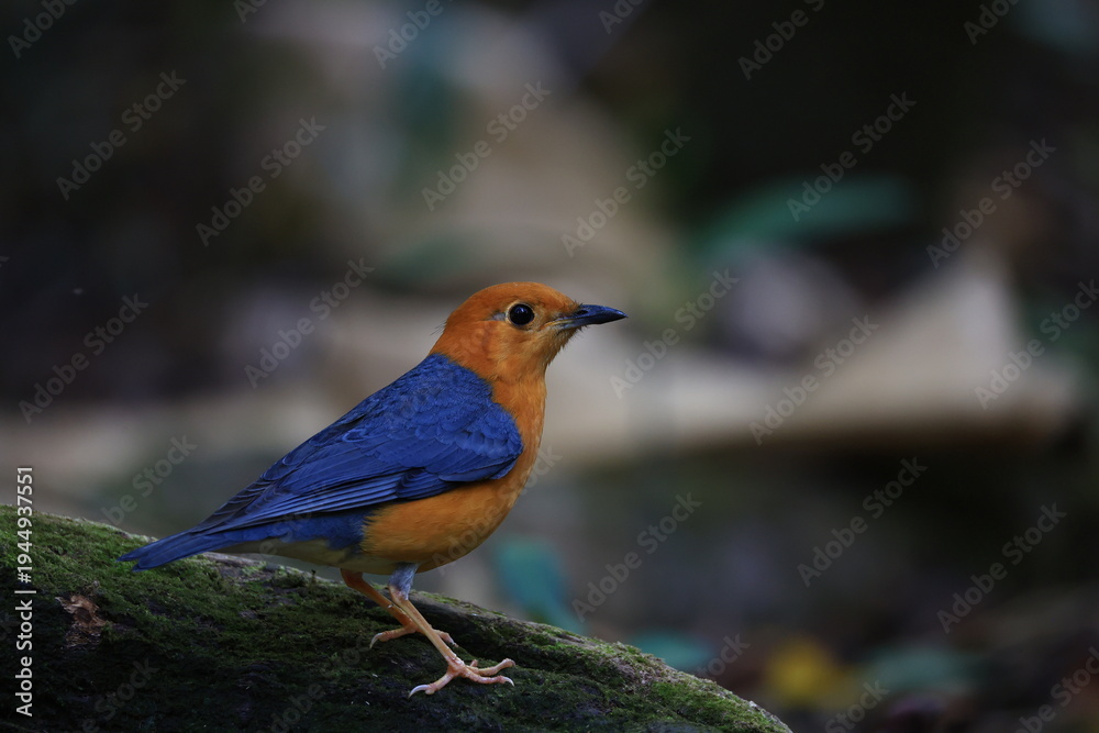 Obraz premium An orange-headed thrush in the natural forest of Phu Khiao Wildlife Sanctuary, Chaiyaphum Province, Thailand. 
