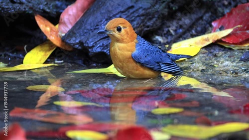 An orange-headed thrush in the natural forest of Phu Khiao Wildlife Sanctuary, Chaiyaphum Province, Thailand.
