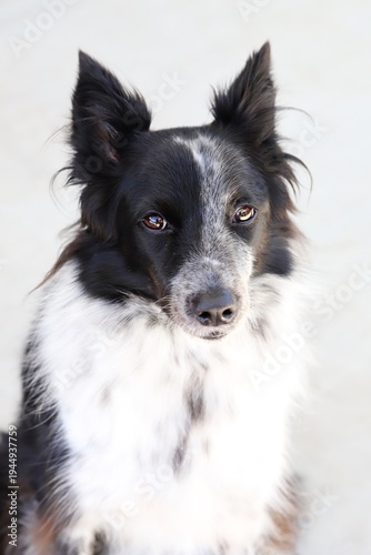 Beautiful Border Collie x Australian Cattle Dog dog looking at camera on white background. 