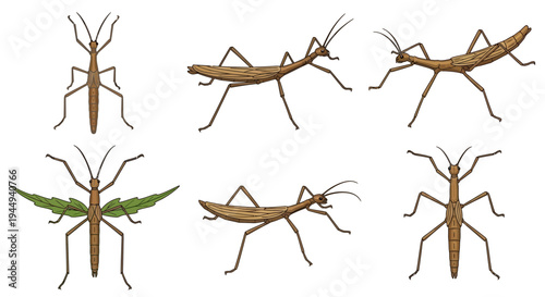 Six illustrations of brown stick insects some winged showing dorsal and lateral views
