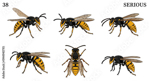 Six illustrations of a black and yellow striped wasp from various angles