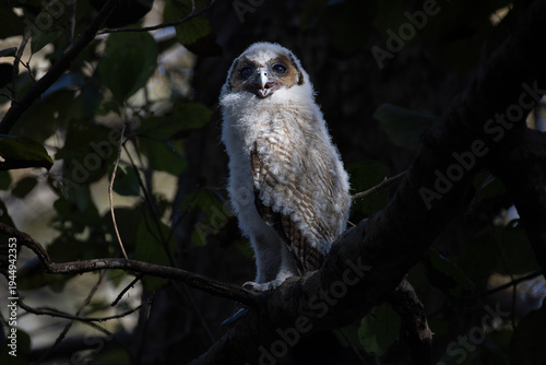 Brown Wood Owl Chick close pose