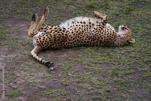 cheetah or acinonyx jubatus animal lying on its back with feet up in northern section of serengeti national park tanzania