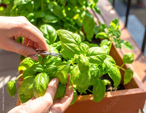 Close up of hands trimming fresh basil leaves in a balcony herb garden
