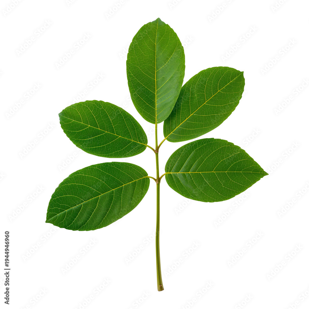 Naklejka premium Green Leaf Branch Isolated on White Background