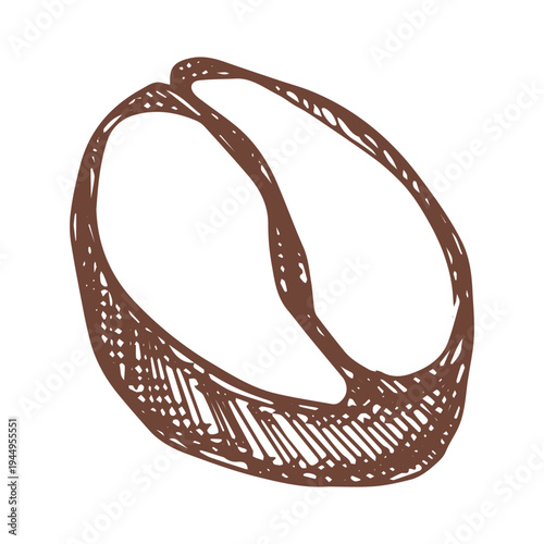 Hand drawn fresh roasted coffee bean Arabica robusta seed doodle Single element for print, web, design, decor