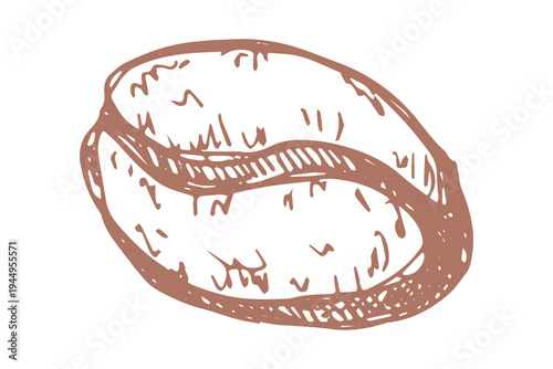 Hand drawn fresh roasted coffee bean Arabica robusta seed doodle Single element for print, web, design, decor