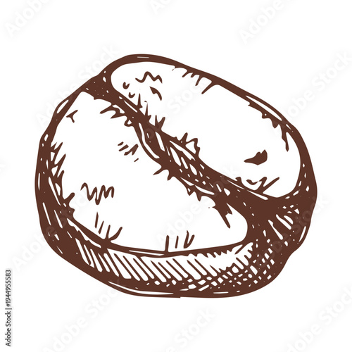 Hand drawn fresh roasted coffee bean Arabica robusta seed doodle Single element for print, web, design, decor