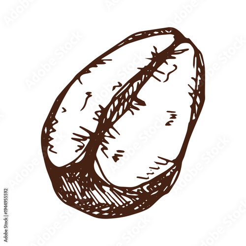 Hand drawn fresh roasted coffee bean Arabica robusta seed doodle Single element for print, web, design, decor