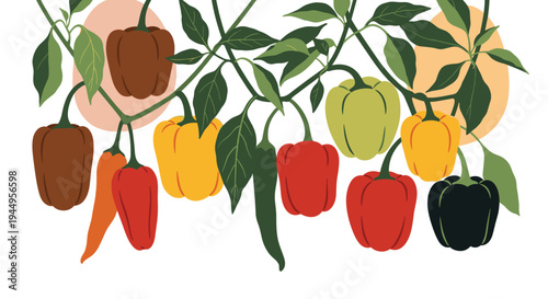 Colorful bell peppers in various colors including red, yellow, green and orange hanging on green vines in a vegetable garden.