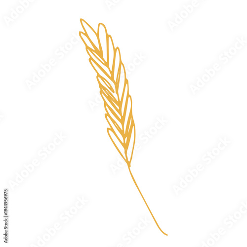 Hand drawn cereal wheat oat rye barley rice ears spikelet clipart Organic wheat bread agriculture farming harvest healthy food Single element for print packaging label design decor