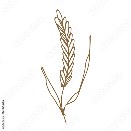 Hand drawn cereal wheat oat rye barley rice ears spikelet clipart Organic wheat bread agriculture farming harvest healthy food Single element for print packaging label design decor