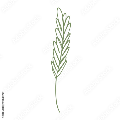 Hand drawn cereal wheat oat rye barley rice ears spikelet clipart Organic wheat bread agriculture farming harvest healthy food Single element for print packaging label design decor