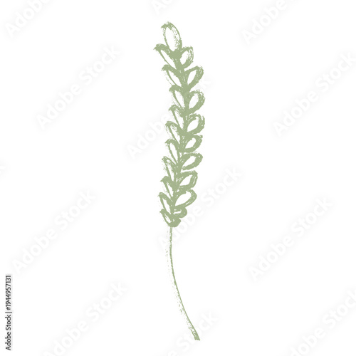 Hand drawn cereal wheat oat rye barley rice ears spikelet clipart Organic wheat bread agriculture farming harvest healthy food Single element for print packaging label design decor