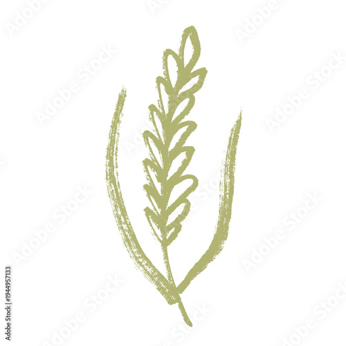 Hand drawn cereal wheat oat rye barley rice ears spikelet clipart Organic wheat bread agriculture farming harvest healthy food Single element for print packaging label design decor