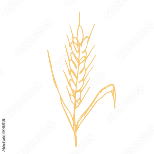 Hand drawn cereal wheat oat rye barley rice ears spikelet clipart Organic wheat bread agriculture farming harvest healthy food Single element for print packaging label design decor