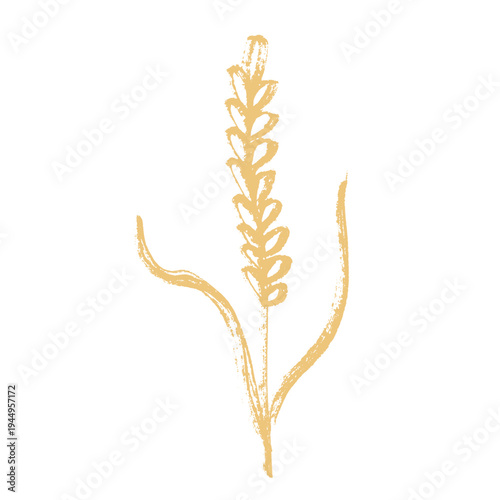 Hand drawn cereal wheat oat rye barley rice ears spikelet clipart Organic wheat bread agriculture farming harvest healthy food Single element for print packaging label design decor