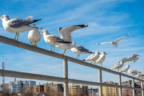 Quadro su tela Close up of seagulls on metal railing with city background