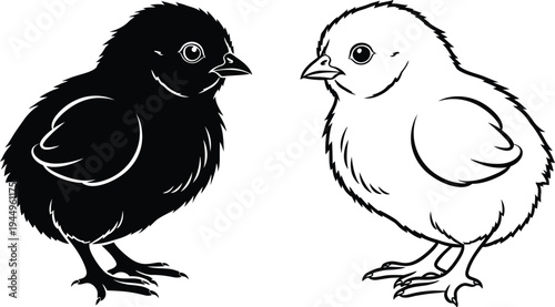 Black and white chicks standing side by side Vector