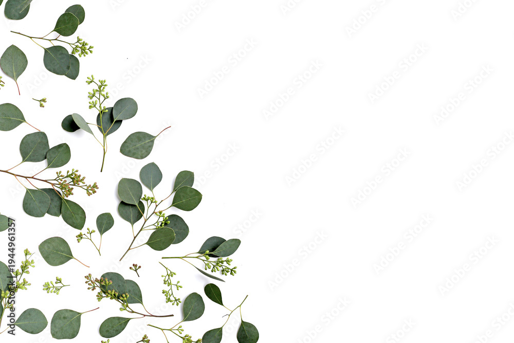 Obraz premium Eucalyptus leaves on white background