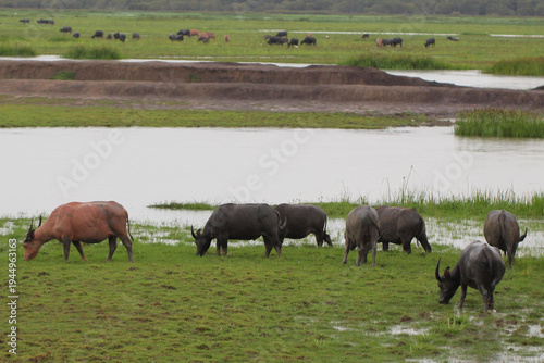 A herd of water buffalo grazing across a green wetland field, showing natural wildlife behavior and rural countryside scenery with animals feeding peacefully in a wide open landscape.