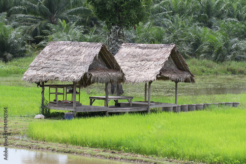 Two traditional wooden huts with thatched roofs beside a bright green rice field, representing peaceful rural countryside life and natural local farming landscape.