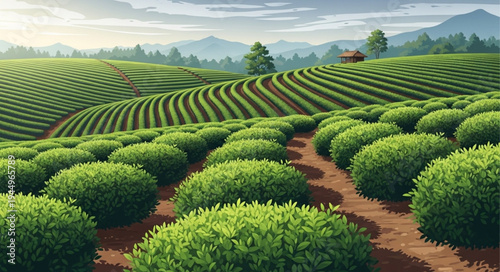 Vast Green Tea Plantation Rolling Hills Landscape.