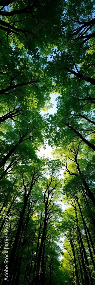 Fototapeta premium Emerald forest canopy explodes with color, tilted perspective draws you in, wide angle, color burst