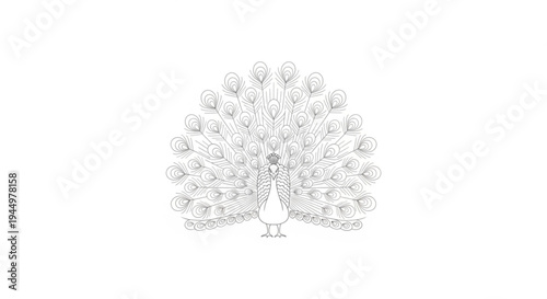 Detailed illustration of a peacock with spread colorful plumage showcasing feathers and elegant bird on white background