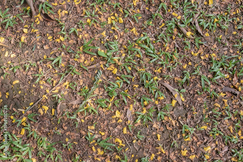 Quadro su tela Scattered cassia petals covering natural soil surface