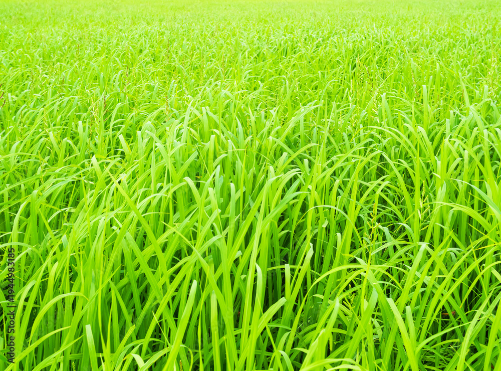 Obraz premium Rice field background, jasmine rice organic agriculture farm raw food ingredient traditional asian, green grass landscape environment zero carbon energy eco concept.