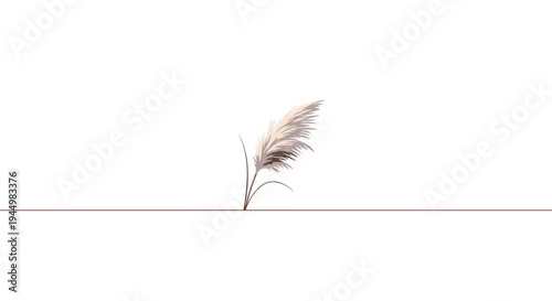 A single, elegant pampas grass plume with feathery textures stands gracefully on a thin dark line against a pristine white background.