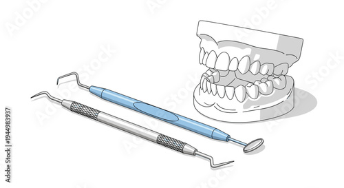 A white anatomical model of human teeth and gums is displayed with two distinct dental instruments on a clean white surface.