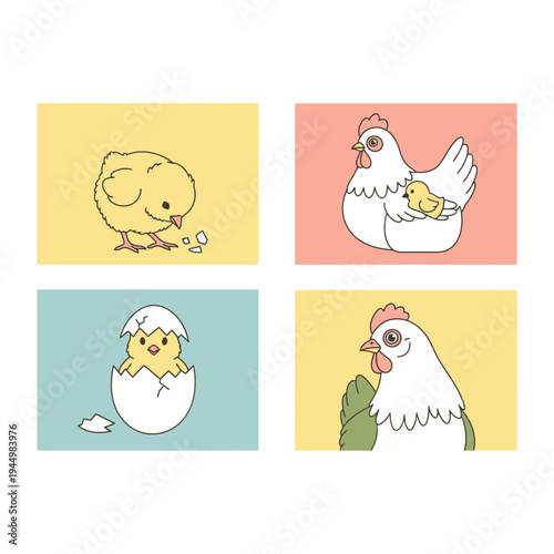 The Fascinating World of Baby Chickens Anak Ayam