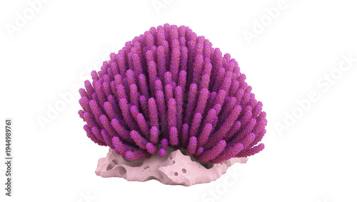 Vibrant purple coral formation on white rock base
