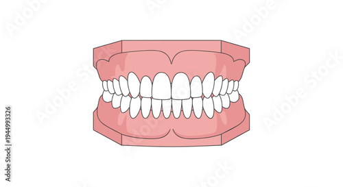 A detailed vector illustration displays a full set of perfectly aligned white human teeth within a light pink gum model on a clean white background.