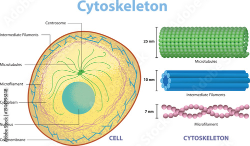 Cytoskeleton Structure Diagram in Animal Cell