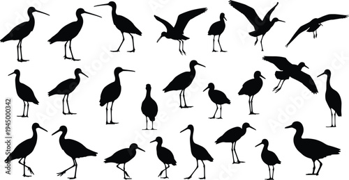 Bird silhouette collection, wading bird artwork, heron egret ibis illustration, ornithology drawing, black and white sketch, wildlife nature inspired design
