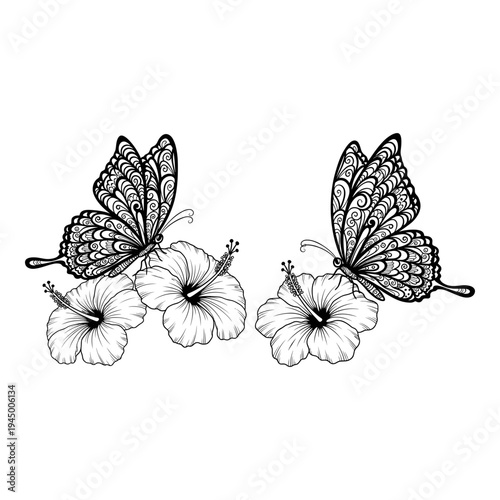 Elegant butterflies resting on intricate hibiscus flowers in detailed line art Vector, illustration