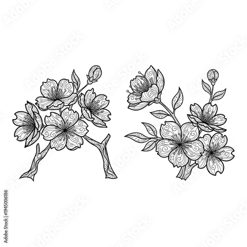 Elegant black and white line drawing of blooming dogwood flowers on branches Vector, illustration