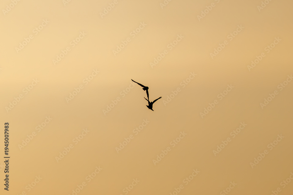 Obraz premium 夕暮れに狩りのために田園地帯を飛翔する美しいコミミズク（フクロウ科）。ハシブトガラス（カラス科）と戦っている。 英名学名：Short eard Owl (Asio flammeus) 上空から獲物のネズミ等を発見すると、飛び込んで捕獲する。 稀にカラスに攻撃されて迎撃する。 大久保農耕地埼玉県さいたま市 - 2026