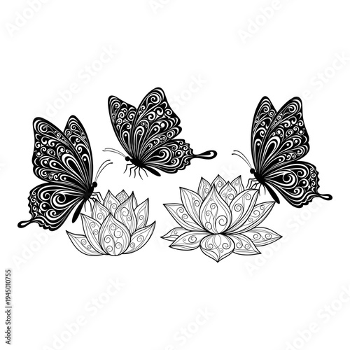 Intricate black and white butterflies and lotus flowers illustration Vector, illustration