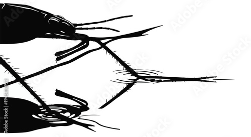 Close-up silhouette of two water striders elegantly poised on a white background